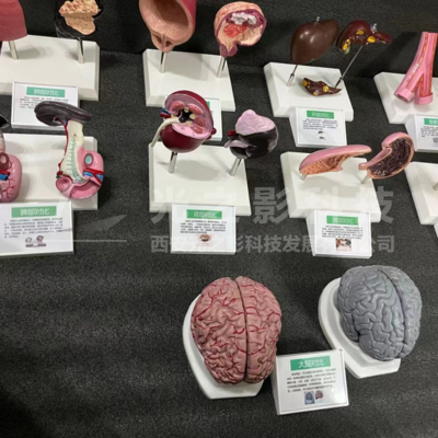 吸毒前后器官對比